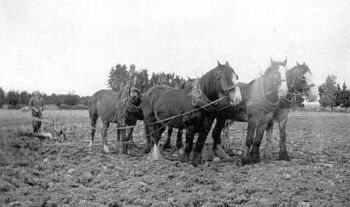 Ira ploughing with a 6 horse team